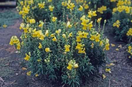 Snapdragon plants