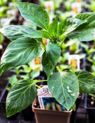 Pepper transplants