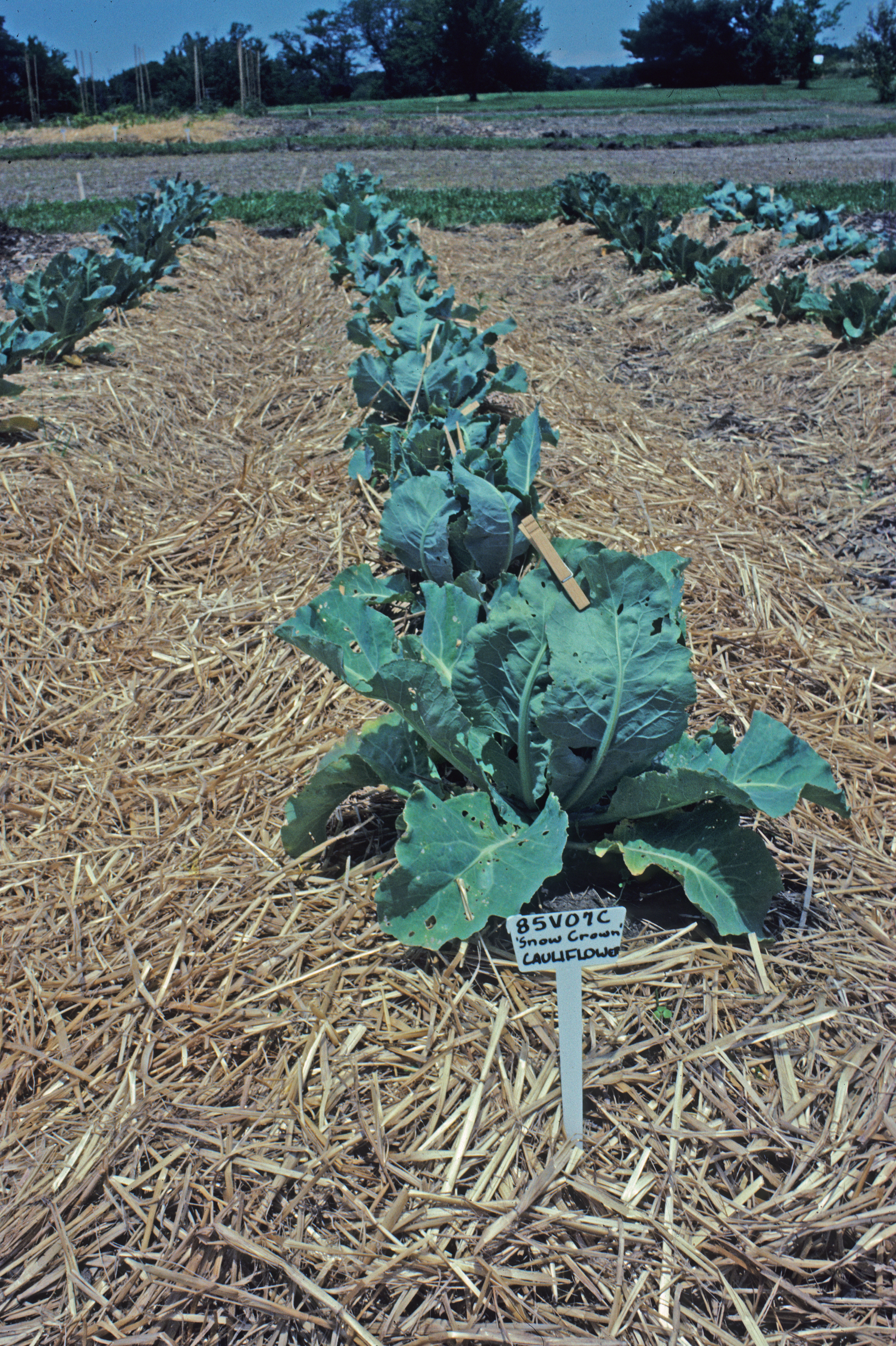 Cauliflower plants